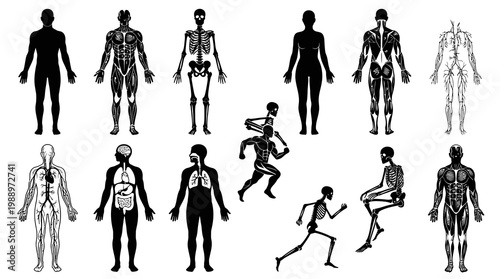 Medical Human Anatomy Systems Black  White Flat Line Art Illustration Set
