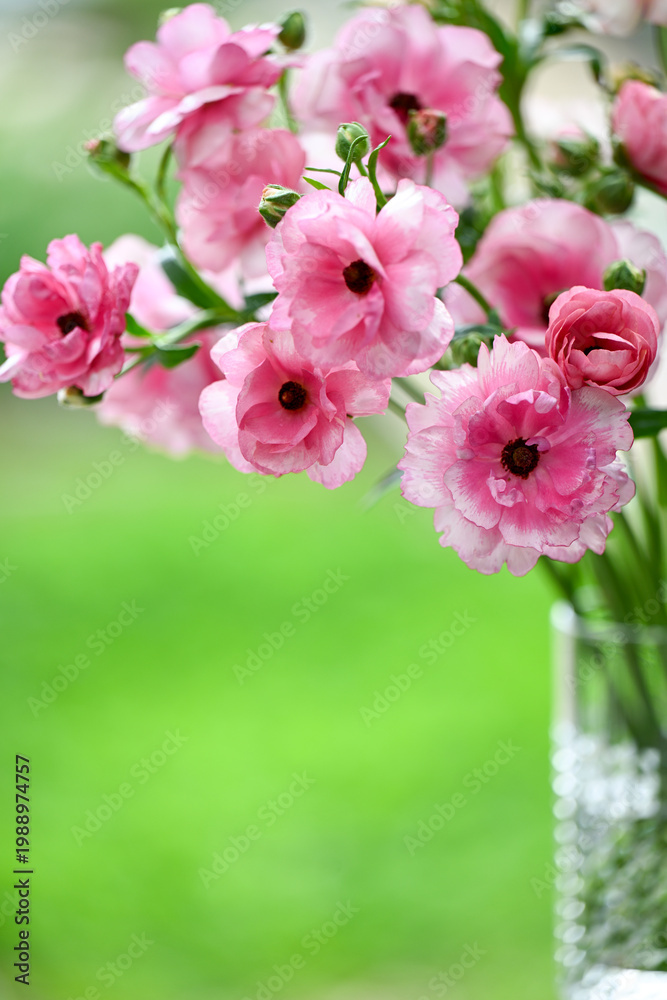 Obraz premium Close up of Pink Butterfly Ranunculus Hera Flowers on Green Background
