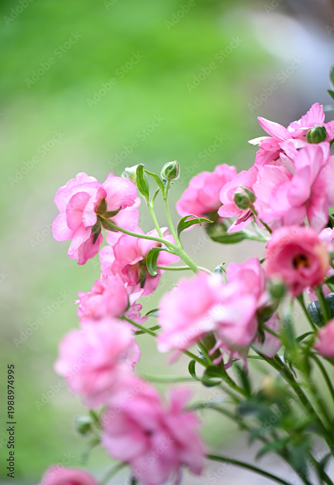 Fototapeta premium Close up of Pink Butterfly Ranunculus Hera Flowers on Green Background
