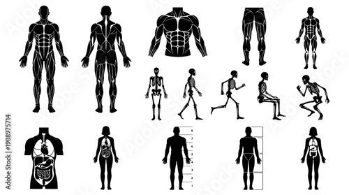 Human Anatomy Medical Icons: Muscles, Skeleton, Organs, Black  White Vector