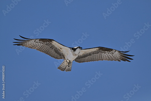 Photos osprey in flight, Osprey flying in the sky, Nature, wildlife, season, Canada, Os