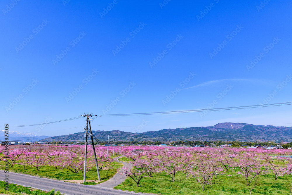 Obraz premium 桃満開 福島県桑折町(こおりまち) ポケットパーク 