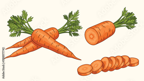 Vibrant illustration of fresh carrots, depicted whole with green tops, a peeled carrot, and neatly cut slices, emphasizing versatility.