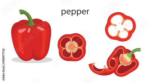 Vivid illustration of a whole red bell pepper alongside various slices and cross-sections, showcasing its internal structure and freshness.