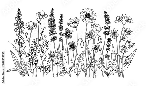 A beautiful black and white vector illustration of wildflowers and plants