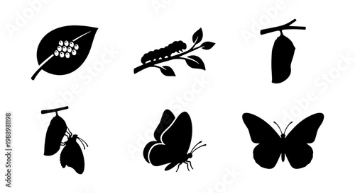 Butterfly life cycle silhouette icons, 6 nature growth stages, caterpillar vector set