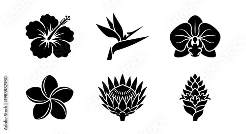 Tropical flower icons, black floral silhouettes, 6 exotic plant vector elements