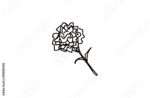 Hand drawn black line carnation illustration monochrome sketch flower for Mother Day
