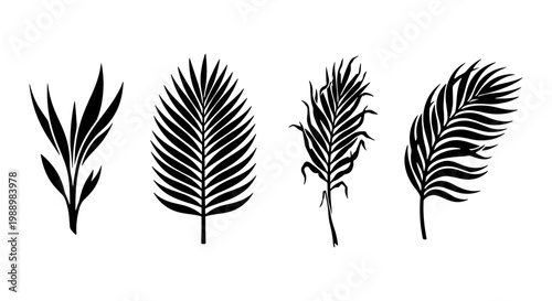Tropical palm leaf silhouettes, black botanical frond set, 4 vector plant elements