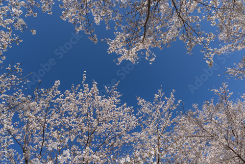 cherry blossom tree