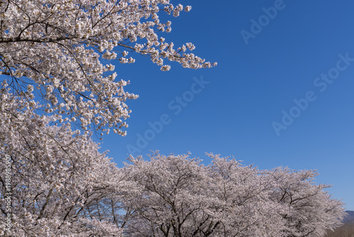 cherry blossom tree