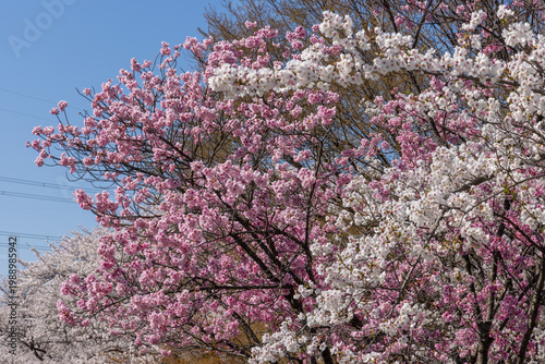 cherry blossom tree