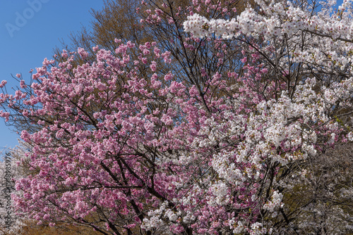 cherry blossom tree