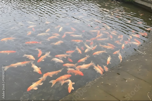 koi fish in pond