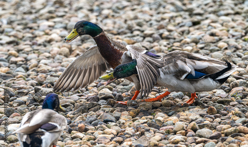 Pair of male mallard ducks, walking over pebbles, one with its wing over the other's head.