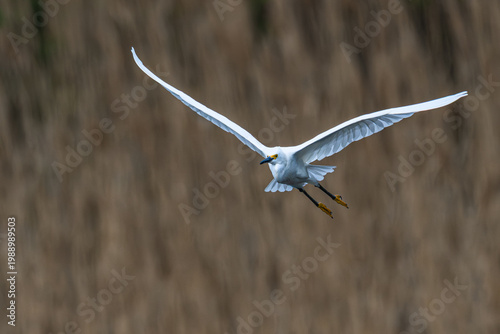 Closeup of  a snowy egret in flight.