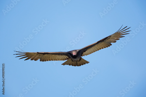 Turkey Vulture