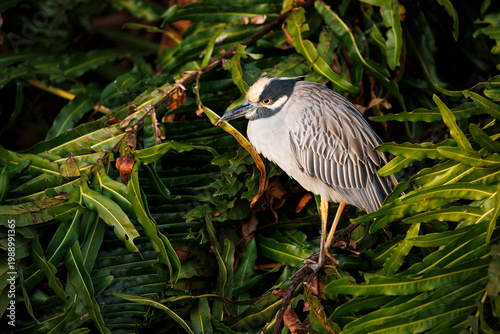 Yellow-crowned Night Heron