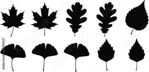 Collection of leaf silhouette illustration, botanical foliage artwork, plant identification design concept, black and white nature vector template set