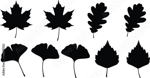 Collection of leaf silhouette illustration, botanical foliage artwork, plant identification design concept, black and white nature vector template set