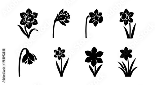 Daffodil flower icons set, black narcissus floral silhouettes, spring botanical vectors