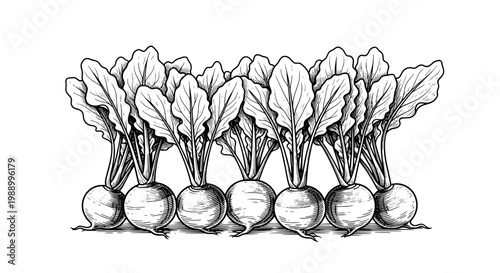 Beets bunch with green leafy tops, drawn in black and white illustration style featuring beetroot, vegetables, root vegetables with drawing and