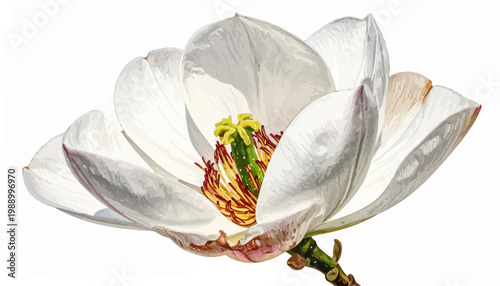 Close-up of a delicate white magnolia flower with vibrant yellow stamen and red accents