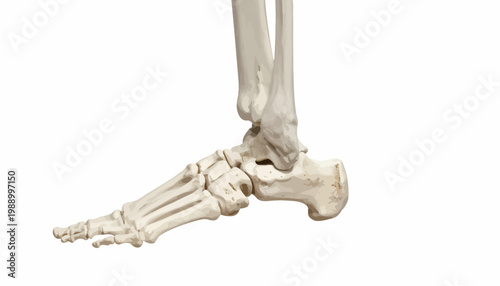 Detailed human foot and lower leg skeleton anatomy, showcasing bones, joints, and structure