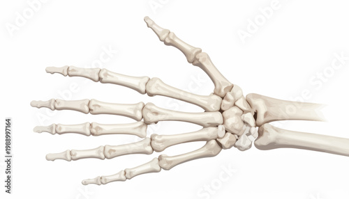 Detailed anatomical illustration of the human hand and wrist skeleton, showcasing intricate bone structure