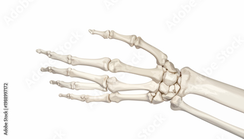 Human Hand Skeleton Anatomy A Detailed Illustration of Carpal, Metacarpal, and Phalangeal Bones