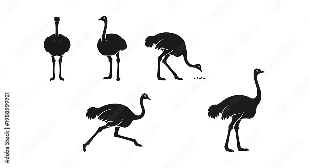 Obraz premium Silhouettes of Ostriches in Various Poses Showcasing Their Unique Movements and Stance