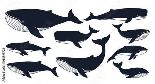 Collection of diverse blue whales gracefully swimming in clear ocean waters, depicting marine life and aquatic ecosystems