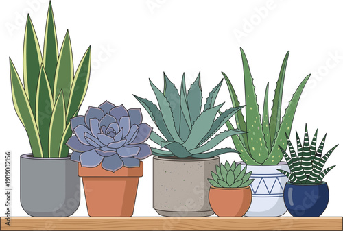 Collection of various potted succulent plants on a wooden shelf, showcasing diverse shapes and sizes for home decor and gardening enthusiasts