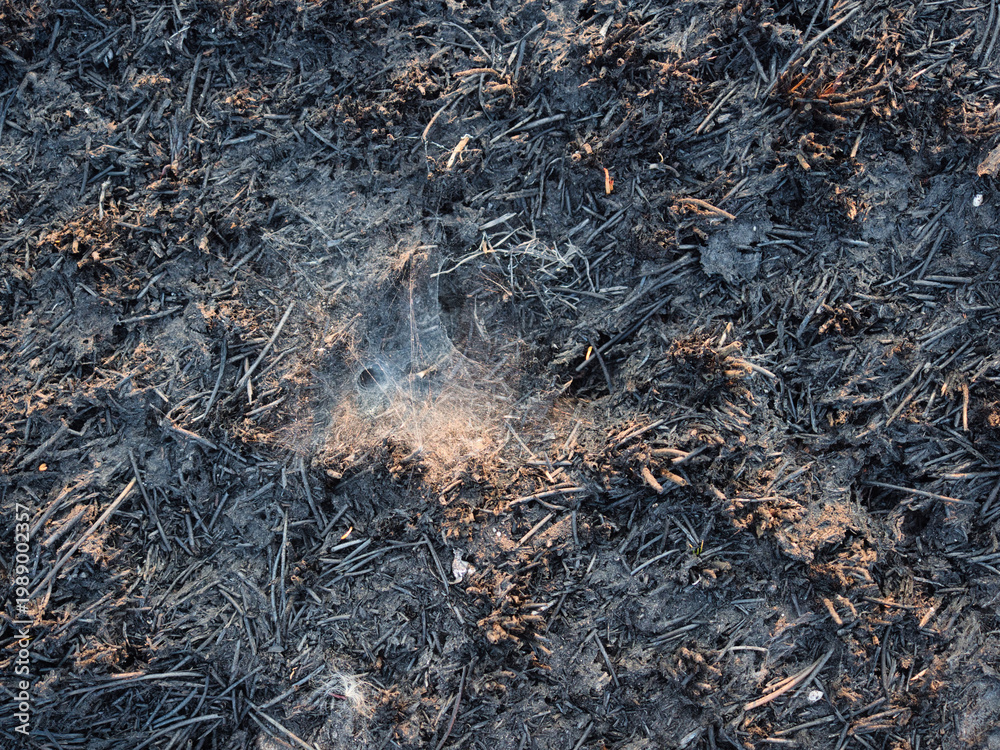 Fototapeta premium The grasslands were burned by fire during the summer.