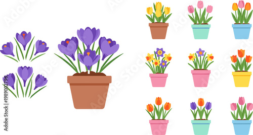 Set of Potted Flower Illustrations with Crocus, Tulips, and Colorful Pots for Garden, Nature, and Home Decor Design Projects