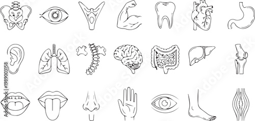 Human body organs and anatomy outline icons.
