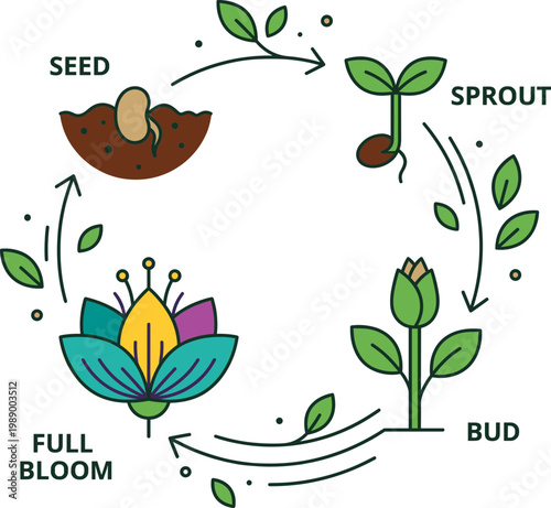 The life cycle of a plant grows from seed to sprout bud and full bloom in garden