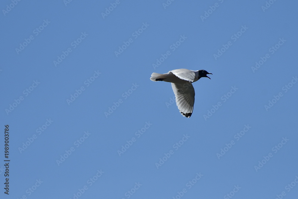Obraz premium gull on blue sky, gull in flight, Laughing gull, bird, seagull, sky, gull, flying, fly, flight, blue, freedom, wings, nature,