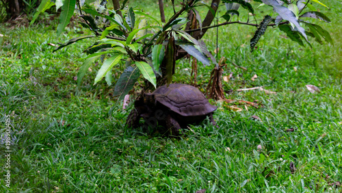 A land turtle walks on green grass across from a mango tree in an Indonesian tourist park.