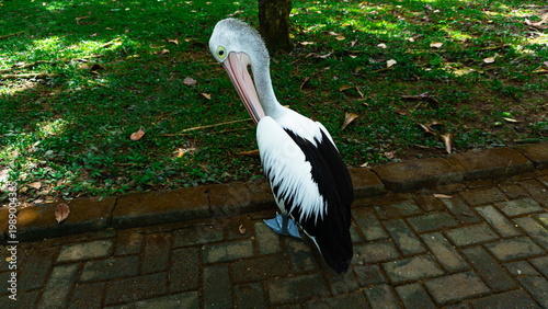 Close-up photo pelikan or undan or Pelicans bird (genus Pelecanus) standing preening its feathers in a zoo park They have long beaks and throat pouches for catching prey. 
