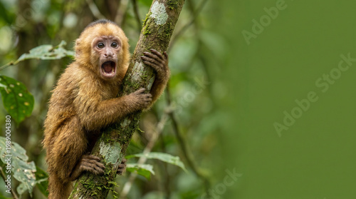 Foto Young monkey clinging to tree in lush green rainforest, funny animal, meme