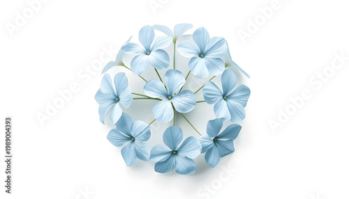 A delicate arrangement of pale blue flowers on a white background