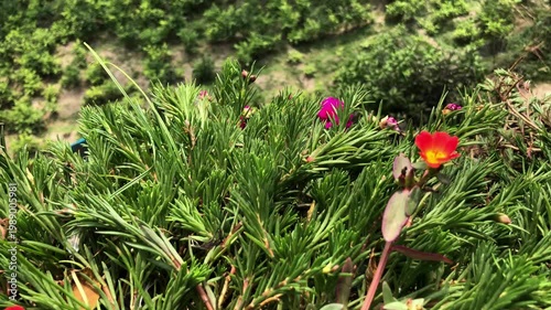 Vibrant Red and Purple Moss Roses Blooming in a Lush Rooftop Garden Landscape