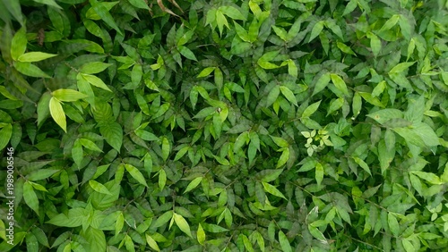 Tableau sur toile Green Leaf Texture Background – Dense Natural Foliage Pattern with Organic Surfa