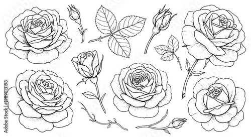 Roses hand drawn set with black outlined flowers, leaves, and buds in various stages of bloom. featuring rose, floral, botanical with outline and