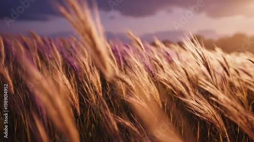 Wind-swept golden meadow grass at twilight with soft purple sky haze and warm horizon light