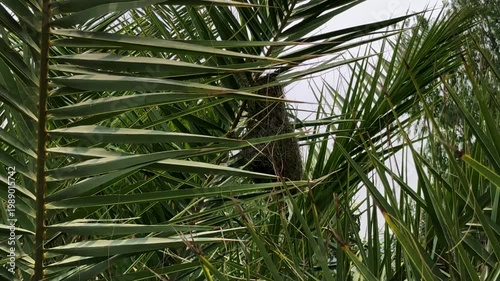 Baya Weaver Nest Hanging from Green Date Palm Leaves in Rural Nature Setting