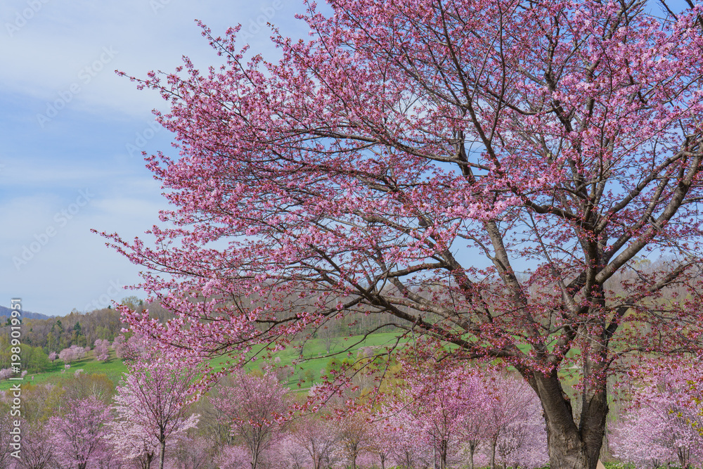 Naklejka premium 満開の桜並木と新緑の丘 春の美しい自然風景