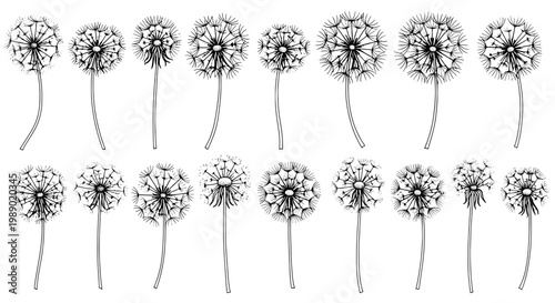 Dandelions hand drawn set with black ink lines and delicate details on white background featuring dandelion, flower, flowers with weed and weeds
