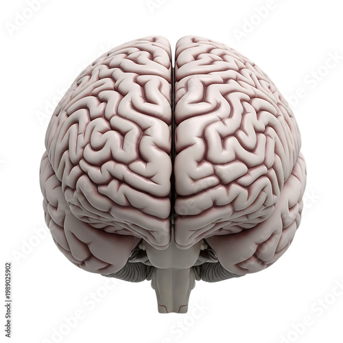 Human brain top view realistic render.